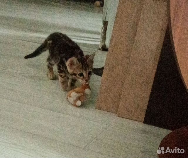 Бенгальские котята