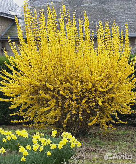 Форзиция Спирея Пузыреплодник Туя Можжевельник