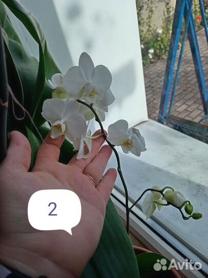 Орхидея фаленопсис