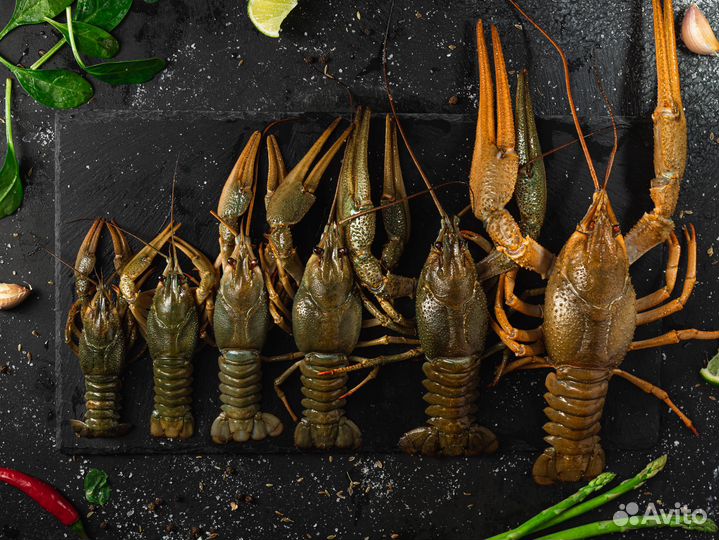 Раки розница