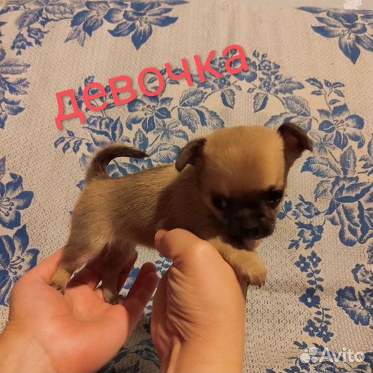 Щенки чихуахуа