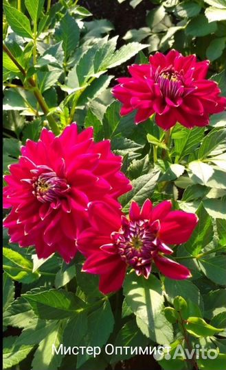 Георгины корни