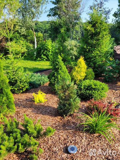 Кора мульча лиственницы