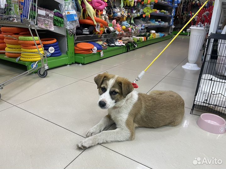 Отдам в добрые руки