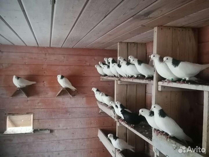 Голуби