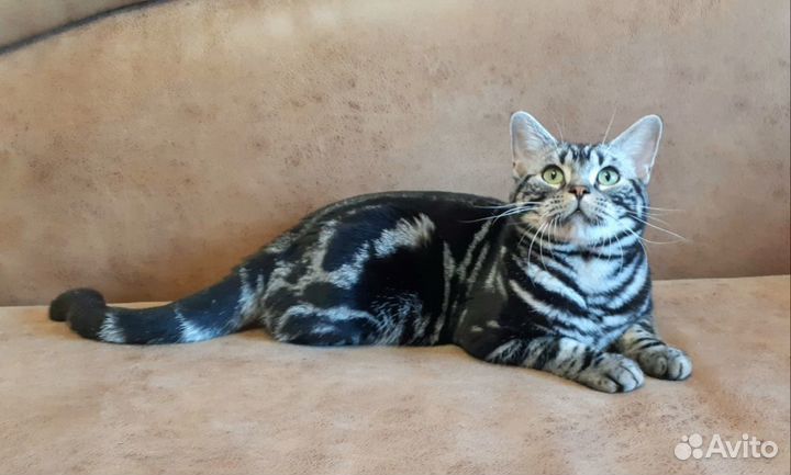 Американский короткошерстный мальчик