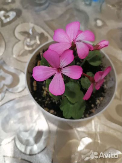 Пеларгония герань