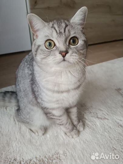 Вязка кота британец