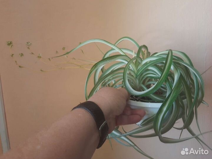 Хлорофитум