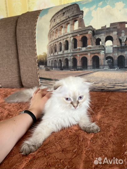 Шотландские котята