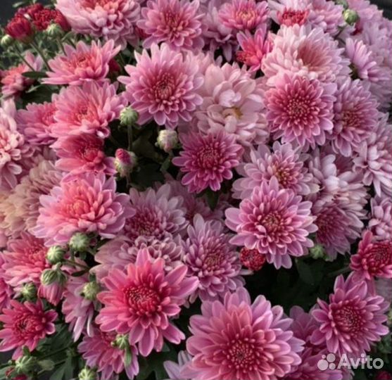 Черенки Хризантемы мультифлора