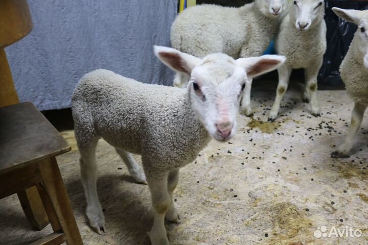 Ягнята бараны овцы молодые
