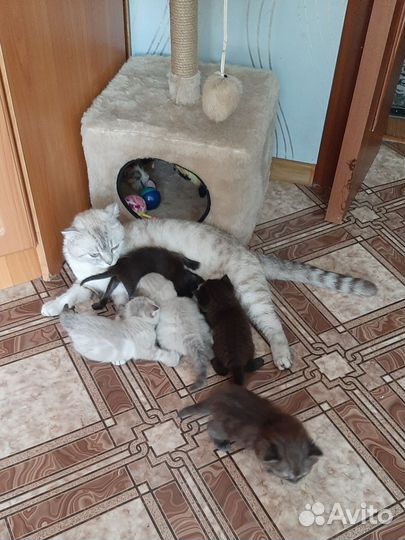 Кошка британская в дар