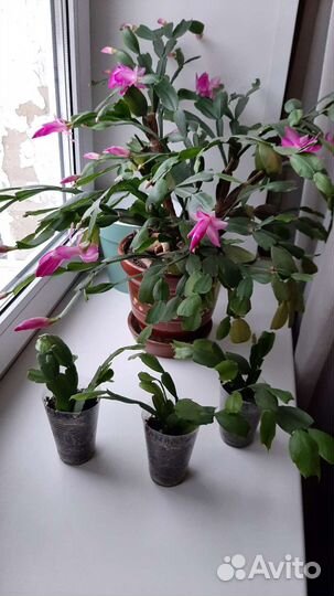 Декабрист шлюмбергера