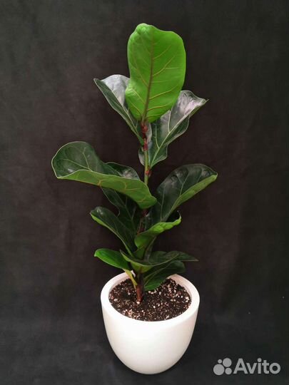 Фикус лирата бамбино в интерьерном горшке 17/65