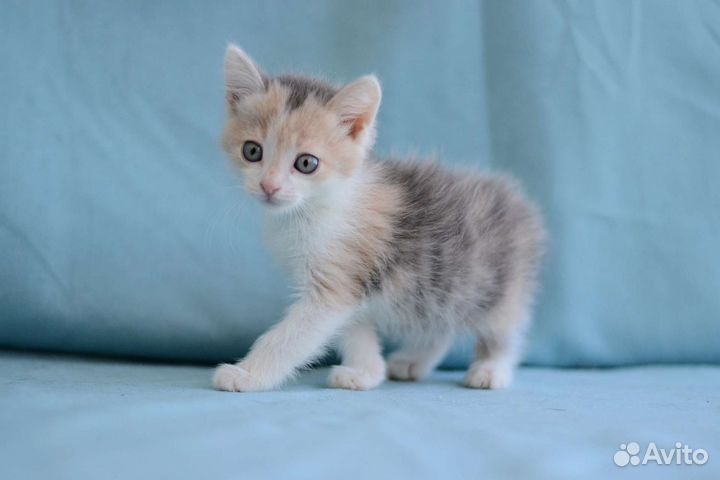 Котята девочки 2,5 месяца