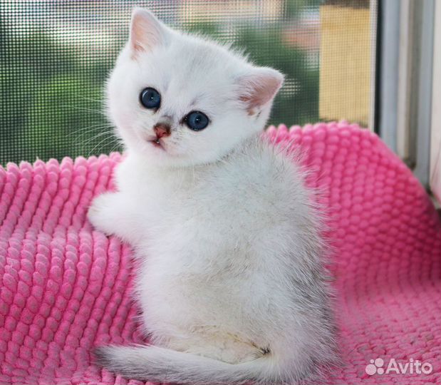 Котята серебристые британские шиншиллы