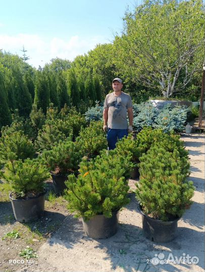 Сосна горная в ассортименте