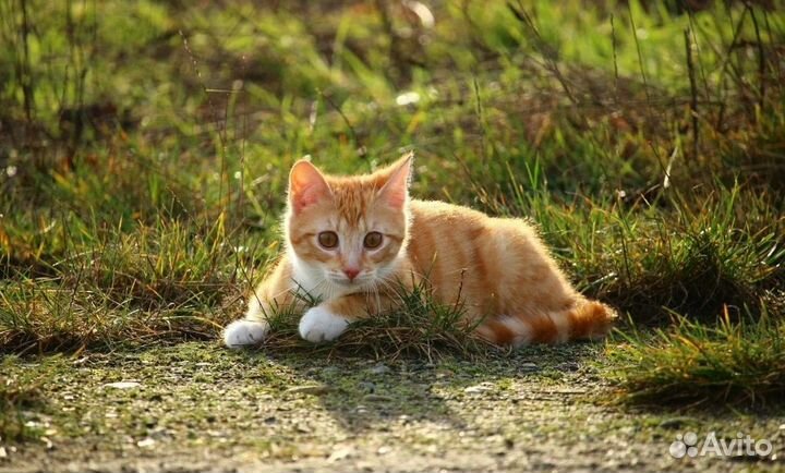 Котята 2 мес маркиз и рыжие