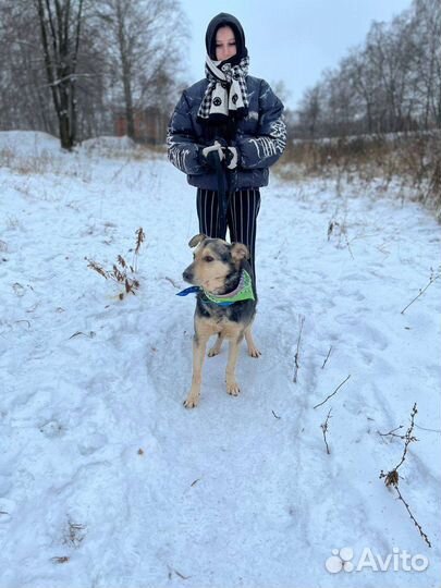 Собака в добрые руки