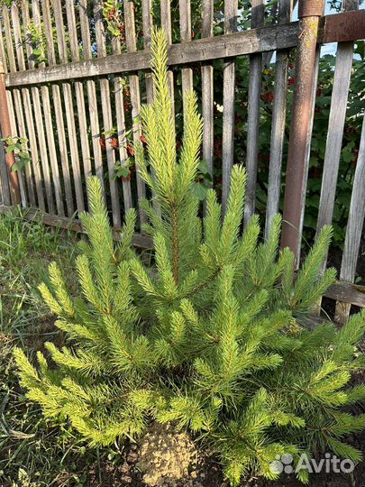 Ель живая