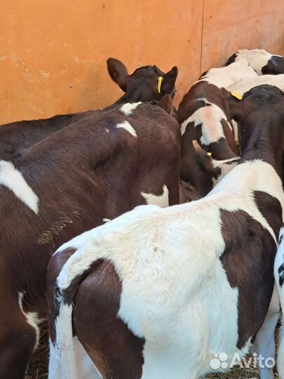 Тёлочки-бычки