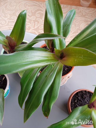 Традесканция рэо