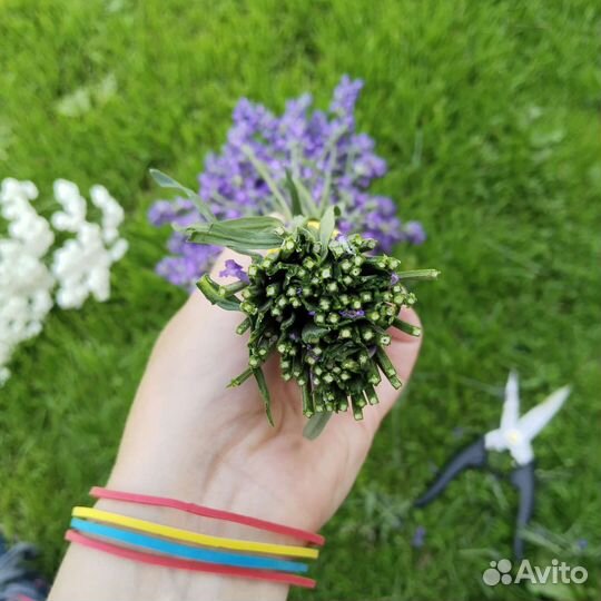 Букетики лаванды сухоцвет 2023