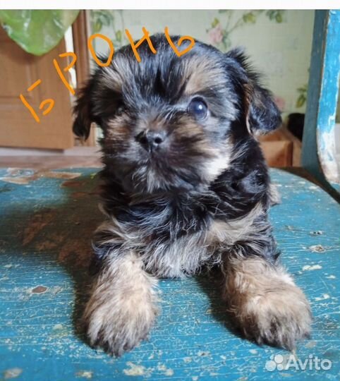 Маленькая собака