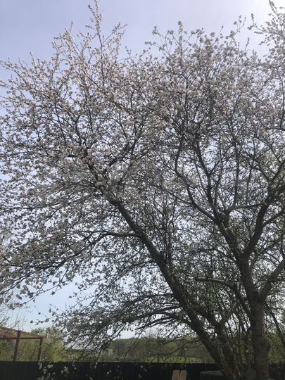 Участок 6 сот. (ИЖС)