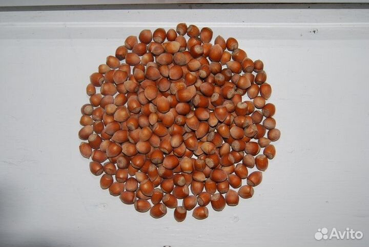 Фундук в скорлупе