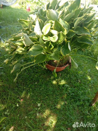 Хоста (огромный куст)