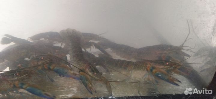 Австралийский красноклешневый рак