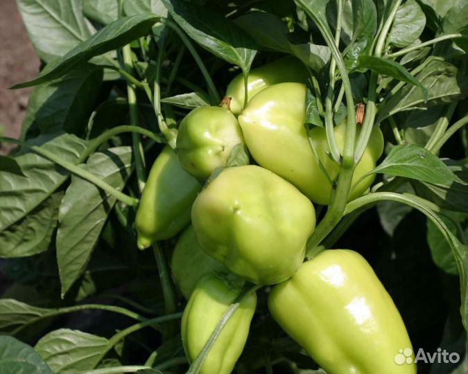 Семена Перца 