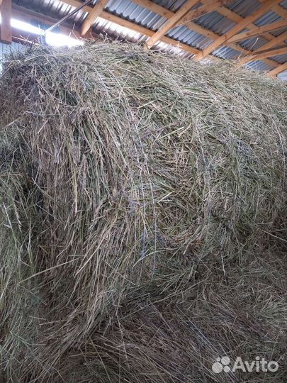 Сено люцерны в рулонах
