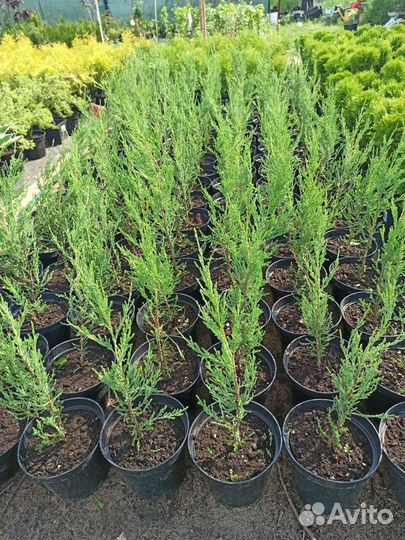 Можжевельник скальный Блю Эрроу