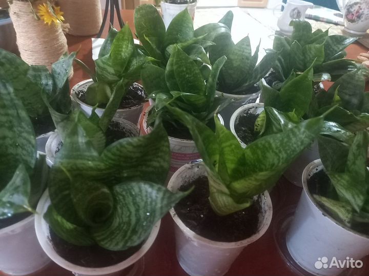 Сансевиерия ханни mini