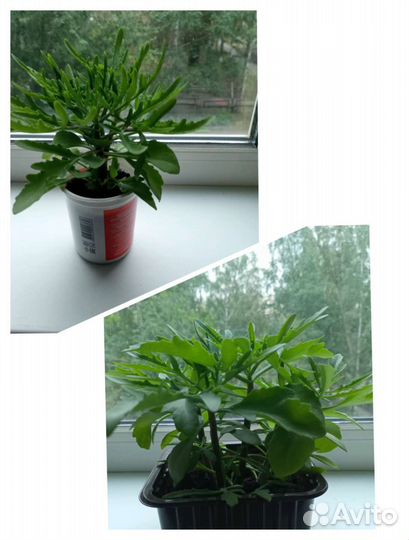 Каланхоэ лациниата (оленьи рожки)