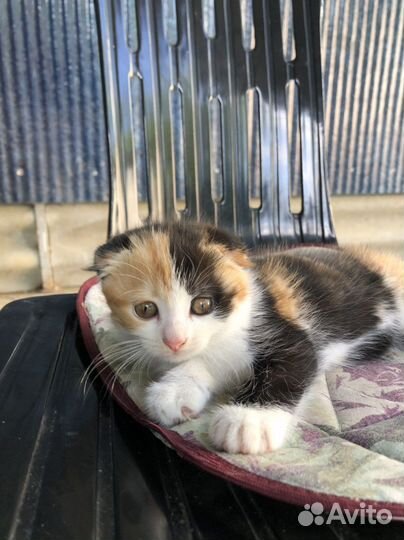 Котенок девочка бесплатно