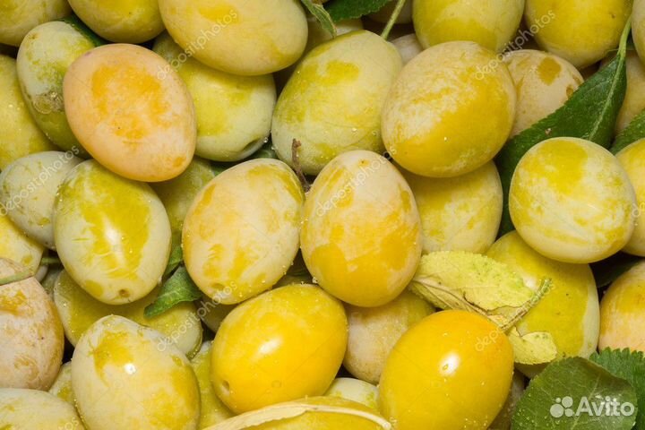 Продаются саженцы высокоурожайной желтой сливы