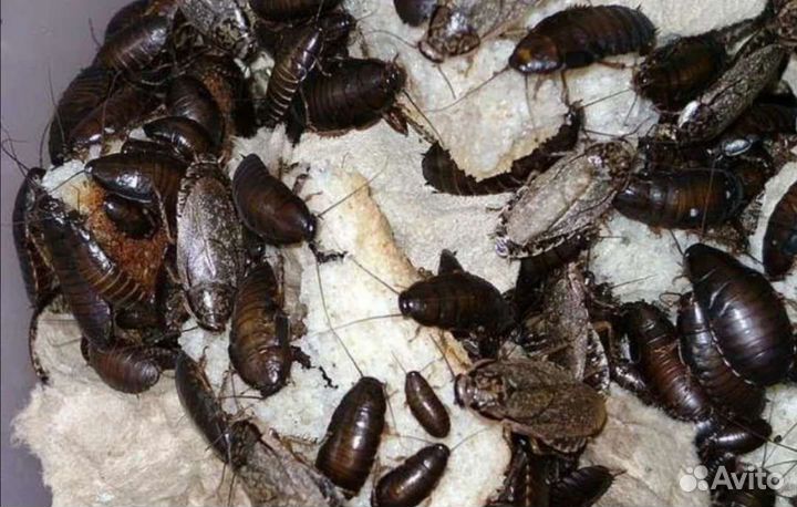 Сверчки, тараканы, зофобас, кормовые насекомые