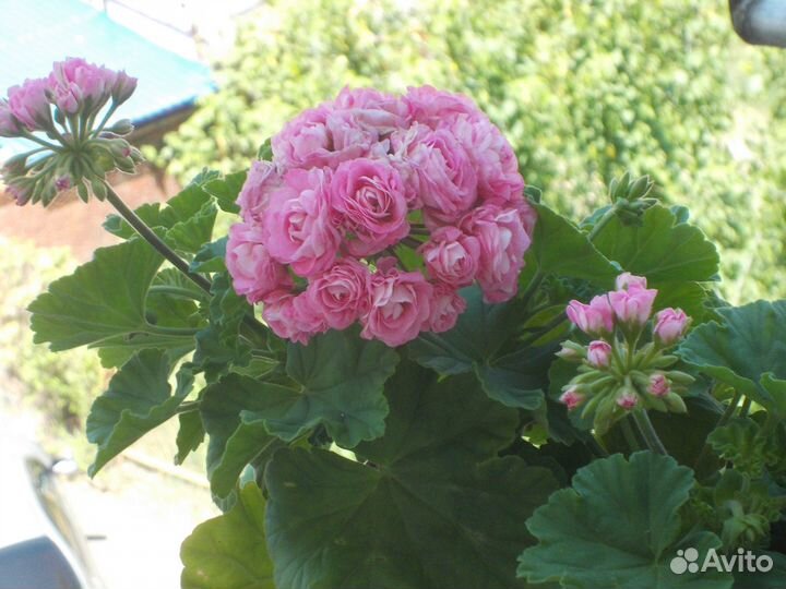 Герани/пеларгонии розебудные (розочками)