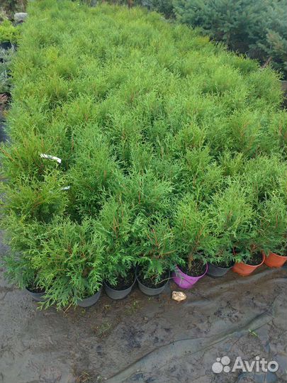 Туя шаровидная