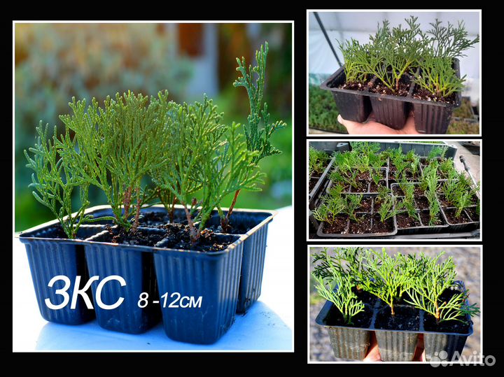 Туя западная смарагд укорененные черенки, зкс,окс