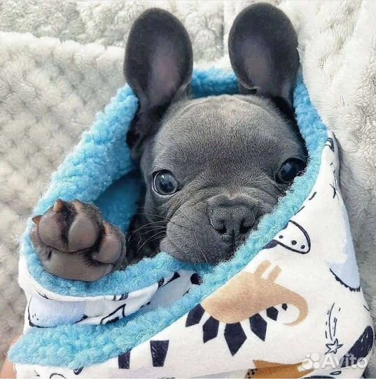 Французский бульдог щенки мини