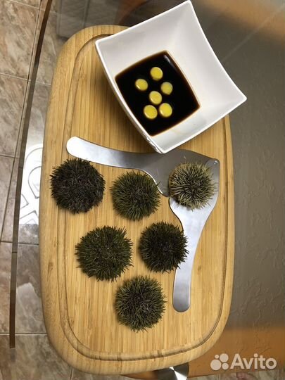 Нож для морских ежей