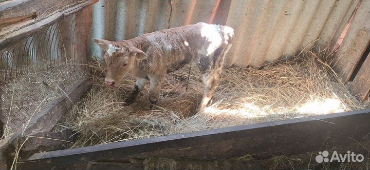 Корова и телок