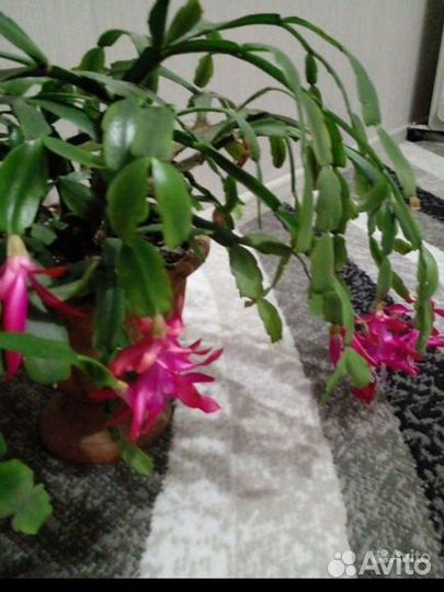 Декабристы.Традесканция.Рео.Ледебурия.Фикус.Сцинда