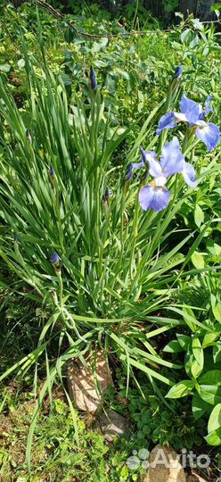 Луковичные ирисы