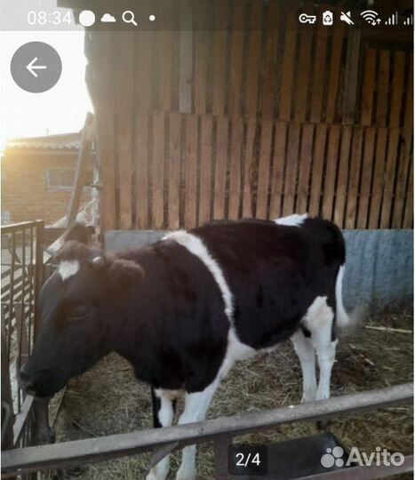 Телка 1.5 года
